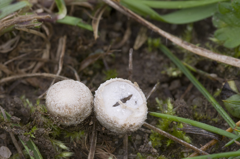 Cyathus stercoreus